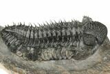 Huge, Spiny Drotops Armatus Trilobite - Excellent Preparation #192496-5